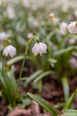 Fototapeta premium Beautiful blooming of White spring snowflake flowers in springtime. Snowflake also called Summer Snowflake or Loddon Lily or Leucojum vernum on a beautiful background of similar flowers in the forest