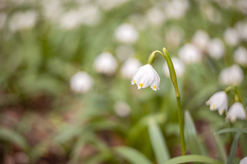 Beautiful blooming of White spring snowflake flowers in springtime. Snowflake also called Summer Snowflake or Loddon Lily or Leucojum vernum on a beautiful background of similar flowers in the forest