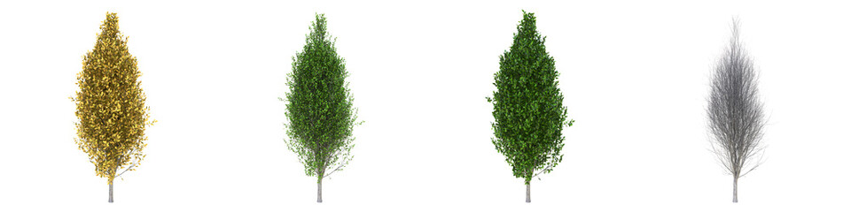 Pyramidal European hornbeam young grown real trees isolated on alpha channel with clipping path. Carpinus betulus in all seasons.3d rendering for digital composition.
