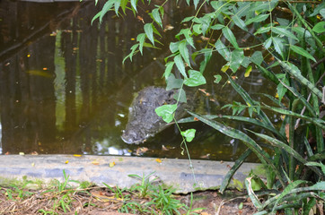 Crocodiles or true crocodiles are large semiaquatic reptiles that live throughout the tropics in Africa, Asia, the Americas and Australia.