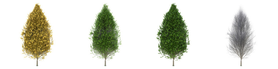 Obraz premium Pyramidal European hornbeam middle-size real trees isolated on alpha channel with clipping path. Carpinus betulus in all seasons.3d rendering for digital composition.