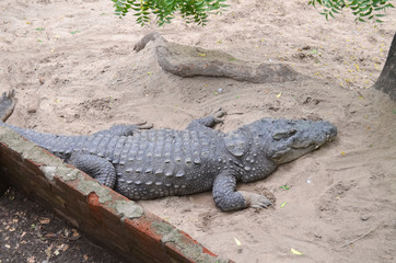 Crocodiles or true crocodiles are large semiaquatic reptiles that live throughout the tropics in Africa, Asia, the Americas and Australia.