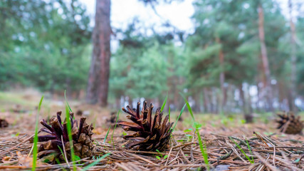 a pine cone close up