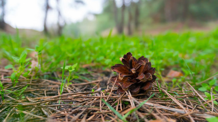 a pine cone close up