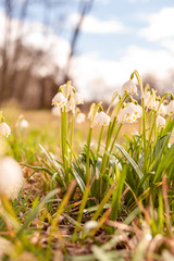 Beautiful blooming of White spring snowflake flowers in springtime. Snowflake also called Summer Snowflake or Loddon Lily or Leucojum vernum on a beautiful background of similar flowers in the forest