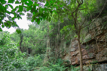 Forest at tirumala near AkasaGanga