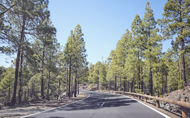Scenic asphalt road in forest, retro style toned picture, Tenerife, Spain.