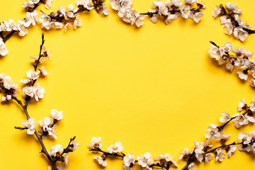 frame in the form of an oval from blossoming white flowers of apricot branches on a yellow background. place for text