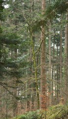 Moosbedeckter schöner Baum