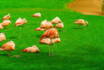 Group of beautiful flamingos sleeping on the grass in the park. Vibrant birds on a green lawn on a sunny summer day. Flamingo resting