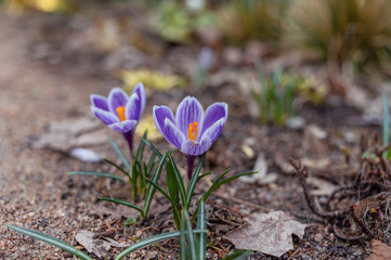 Obraz premium Blooming violet purple crocuses in spring.