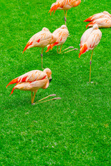 Group of beautiful flamingos on the grass in the park. Vibrant birds on a green lawn on a sunny summer day. Flamingo resting in different poses.