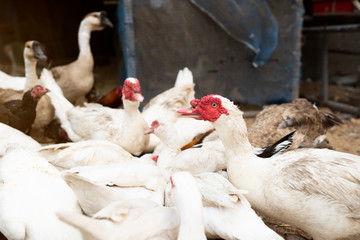 Group of Geese, chickens and ducks eating food, In an organic farm. Close up