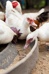 Group of Geese, chickens and ducks eating food, In an organic farm. Close up