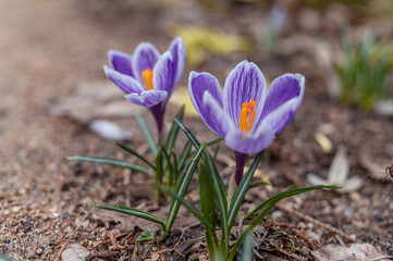 Fototapeta na wymiar Blooming violet purple crocuses in spring.