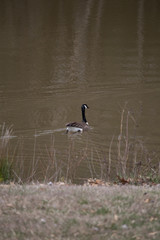 Goose on the pond