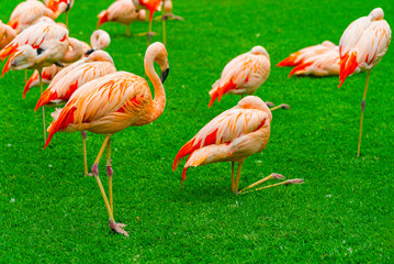 Closeup of beautiful flamingos group on the grass in the park. Vibrant birds on a green lawn on a sunny summer day. Flamingo resting.