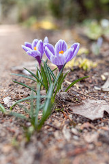 Blooming violet purple crocuses in spring.