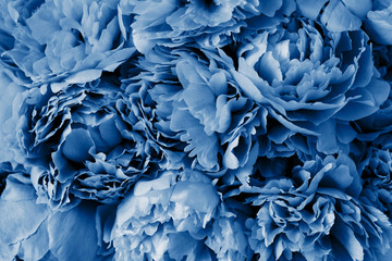 trend color of the year 2020 classic blue. beautiful peony flower background