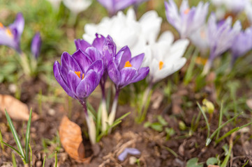 Blooming violet purple crocuses in spring.