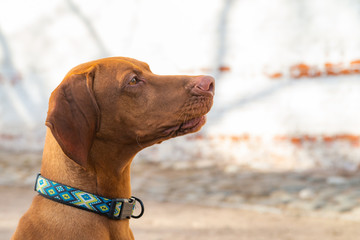 Hungarian Pointing Dog or Vizsla in outdoor in a park