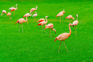 Closeup of beautiful flamingos group walking on the grass in the park. Vibrant bird on a green lawn on a sunny summer day. Flamingo elegant walking.