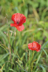 Papaver rhoeas (common names include Flanders or common or corn or field or red poppy, corn rose). Poppy family, Papaveraceae. Overblown wild flowers. Slovakia.