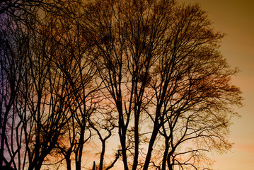  Trees at sunset