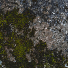 moss texture