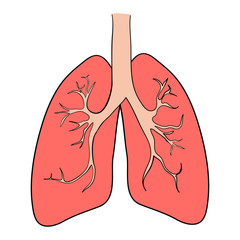 Lung painting on a white background, vector illustration.