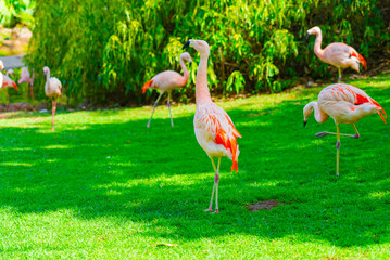 Closeup of beautiful flamingos group walking on the grass in the park. Vibrant bird on a green lawn on a sunny summer day. Flamingo elegant walking.