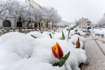 Tulip in snow at spring in Pecs, Hungary