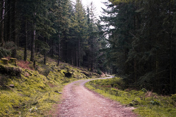 Camino sinuoso a través de un bosque de pinos en Irlanda