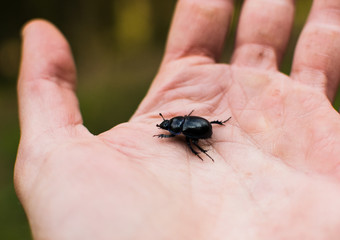 Escarabajo negro sobre una mano masculina