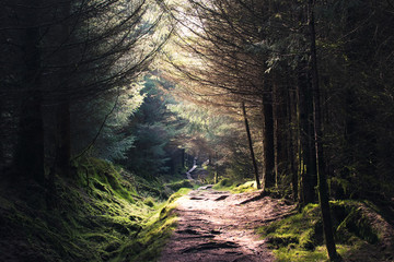 Obraz premium Camino por el bosque con luz del sol entrando entre los árboles en Irlanda