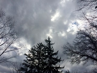 trees and storm clouds in winter