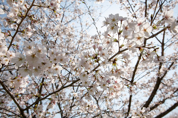 桜と青空 権現堂桜堤にて 埼玉県幸手市
