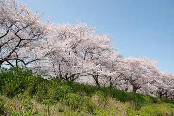 Fototapeta premium 権現堂桜堤 埼玉県幸手市