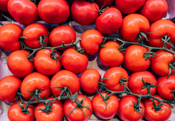 Red raw fresh tomatoes on branch. Closeup photo
