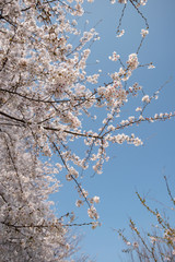 桜と青空 権現堂桜堤にて 埼玉県幸手市
