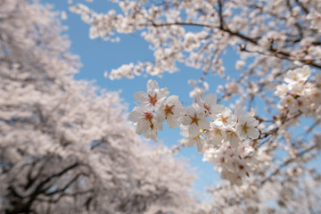 桜と青空 権現堂桜堤にて 埼玉県幸手市