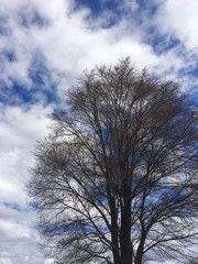 Fototapeta na wymiar tree with blue sky and clouds