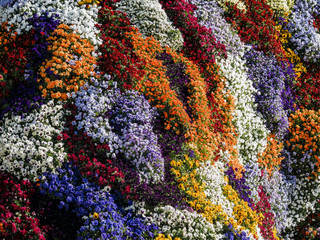 Fototapeta na wymiar decoration of flowers in the city of bilbao