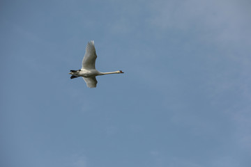 Schwan beim fliegen durch Stromleitungen