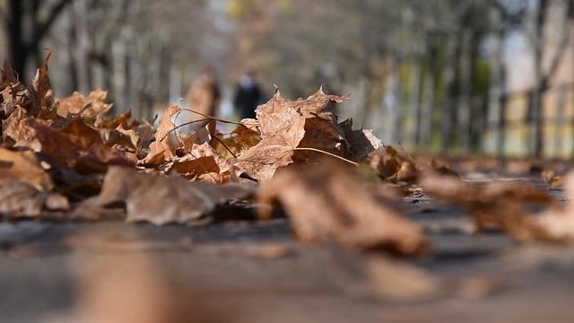 ellow dry maple leaves lie on the asphalt path, the wind drives the leaves, in the background a man moves. 2