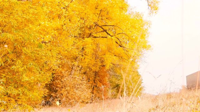 Ukraine, Kiev. Route E95. 10.10.18 A big truck is driving along a beautiful autumn road in slow motion. Yellow foliage showered from trees. HD