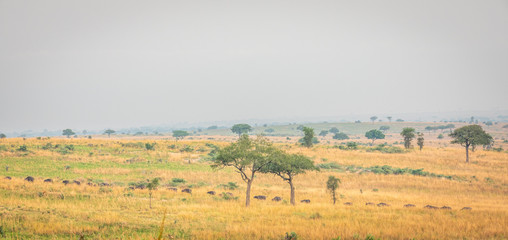 Fototapeta na wymiar A herd of african buffalo or Cape buffalo (Syncerus caffer) in a beautiful landscape, Murchison Falls National Park, Uganda.