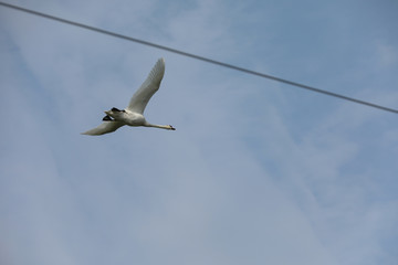 Schwan beim fliegen durch Stromleitungen