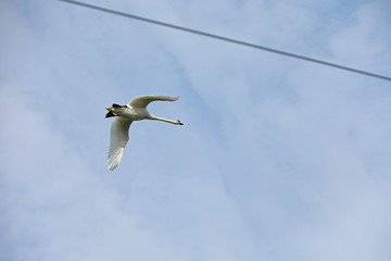 Schwan beim fliegen durch Stromleitungen