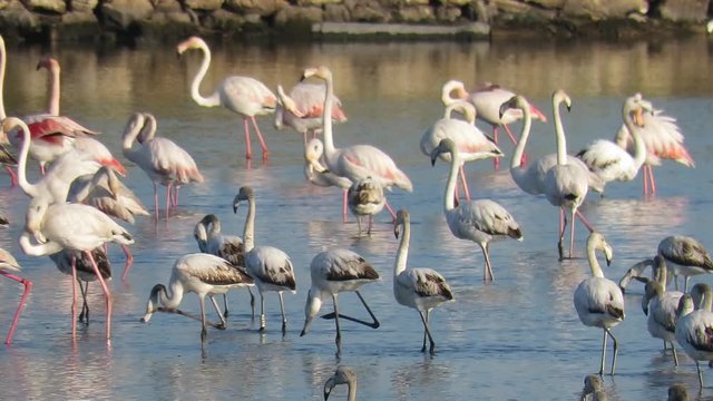 Flamingo